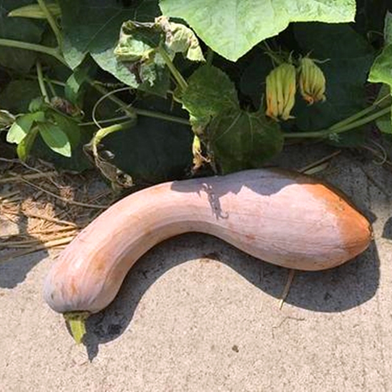 大金钩南瓜种子黄狼南瓜 板栗小南瓜蜜本南瓜 密本南瓜易种蔬菜籽 金