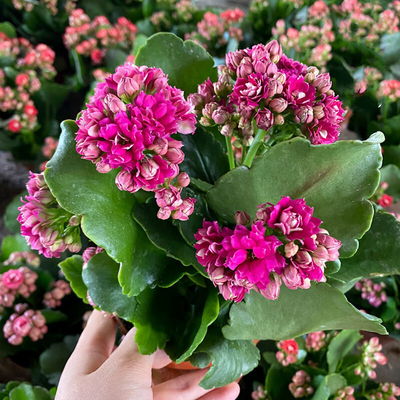 乾林轩宫灯长寿花大花盆栽原盆 长寿花大盆1盆【图片 价格 品牌 报价