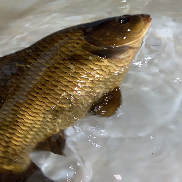 千岛湖鲫鱼正宗鲜活活体孕妇月子下奶炖汤儿童老人淡水鱼整条 2斤