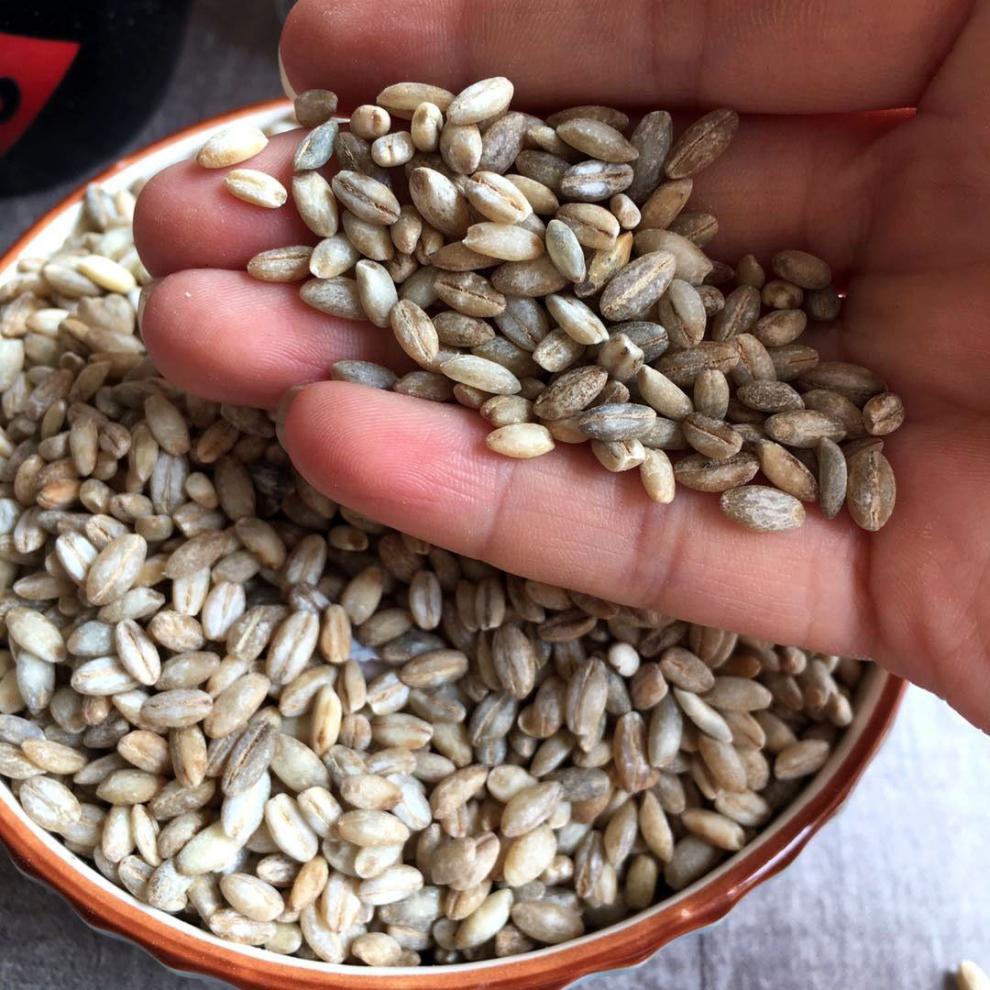 精选青稞米1斤5斤青藏高原蓝青稞青海特产五谷杂粮新鲜粗粮白青稞青稞