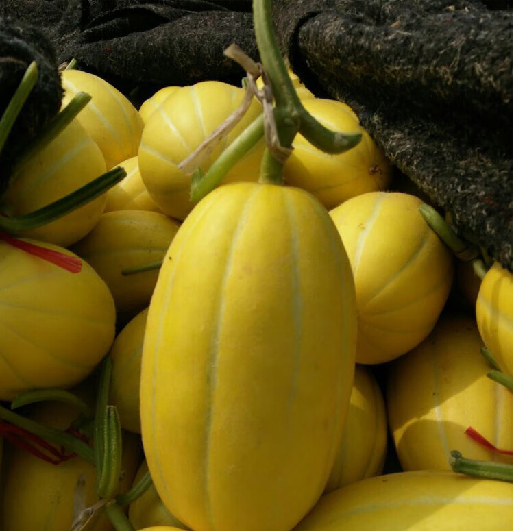 轻恋九道沟甜瓜中甜一号59斤黄金道黄皮香瓜甜脆早熟生鲜3斤