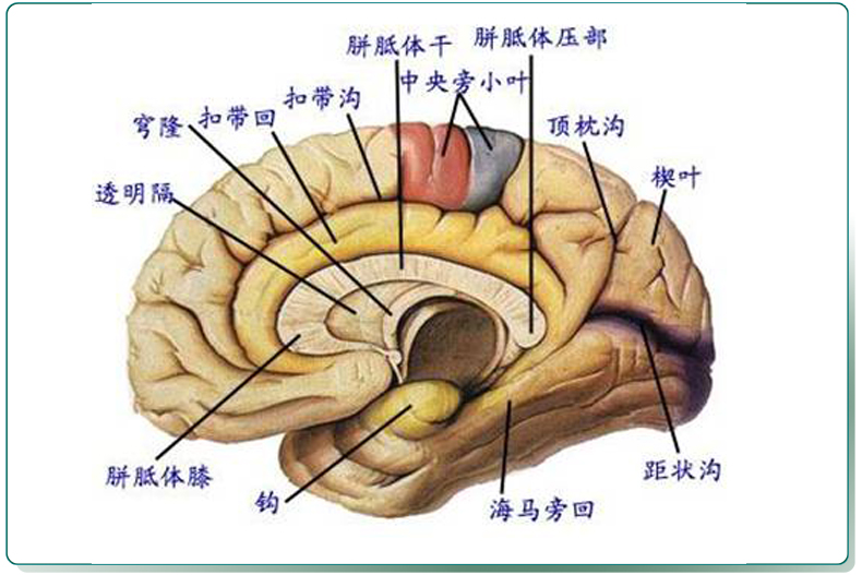 enovo頤諾醫學人體大腦功能分區模型端腦模型人大腦解剖器官大腦皮質