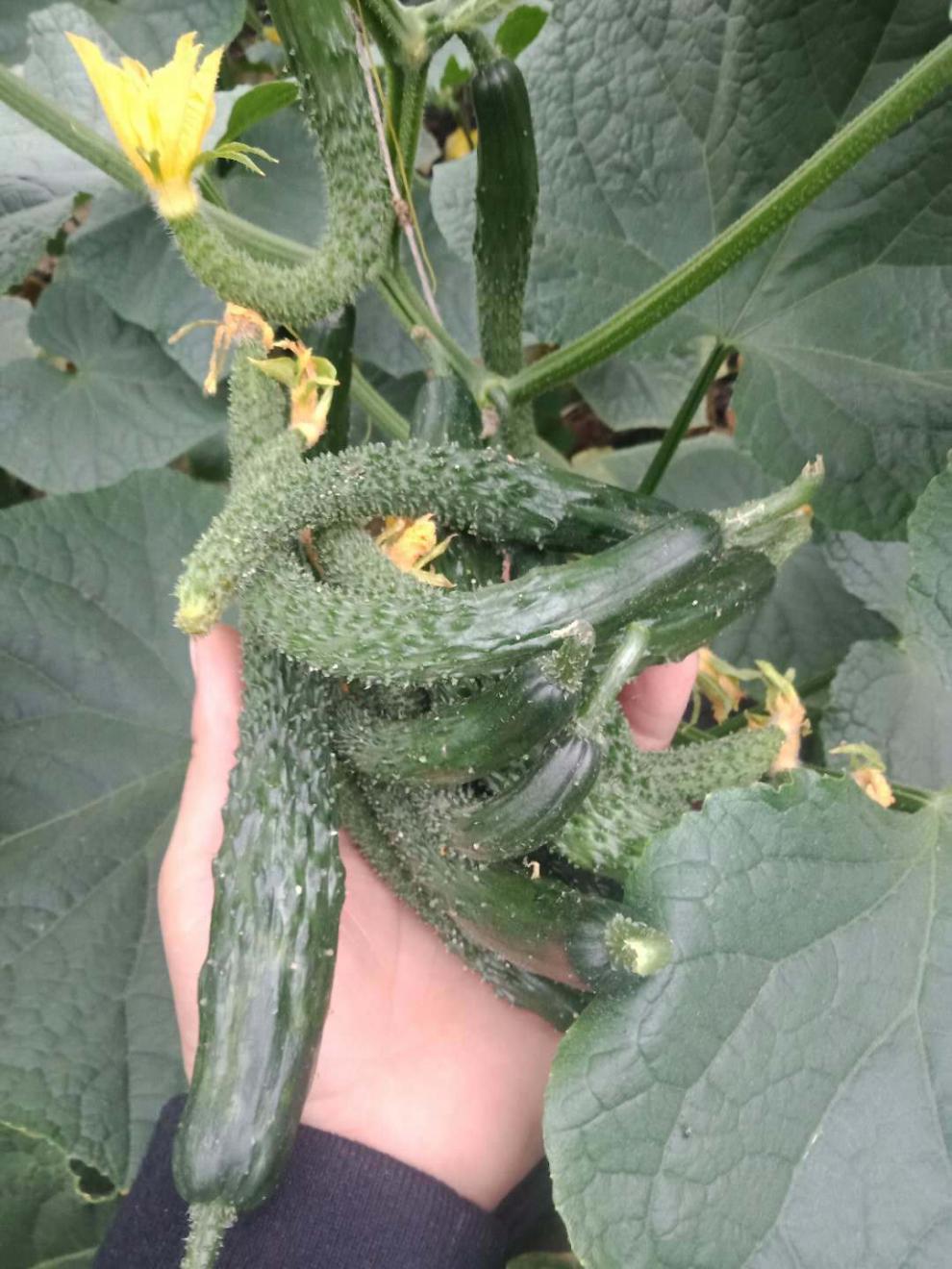 顺丰中通新鲜小黄瓜扭青嫩黄瓜仔手工腌迷你小黄瓜专用农家自种现摘现