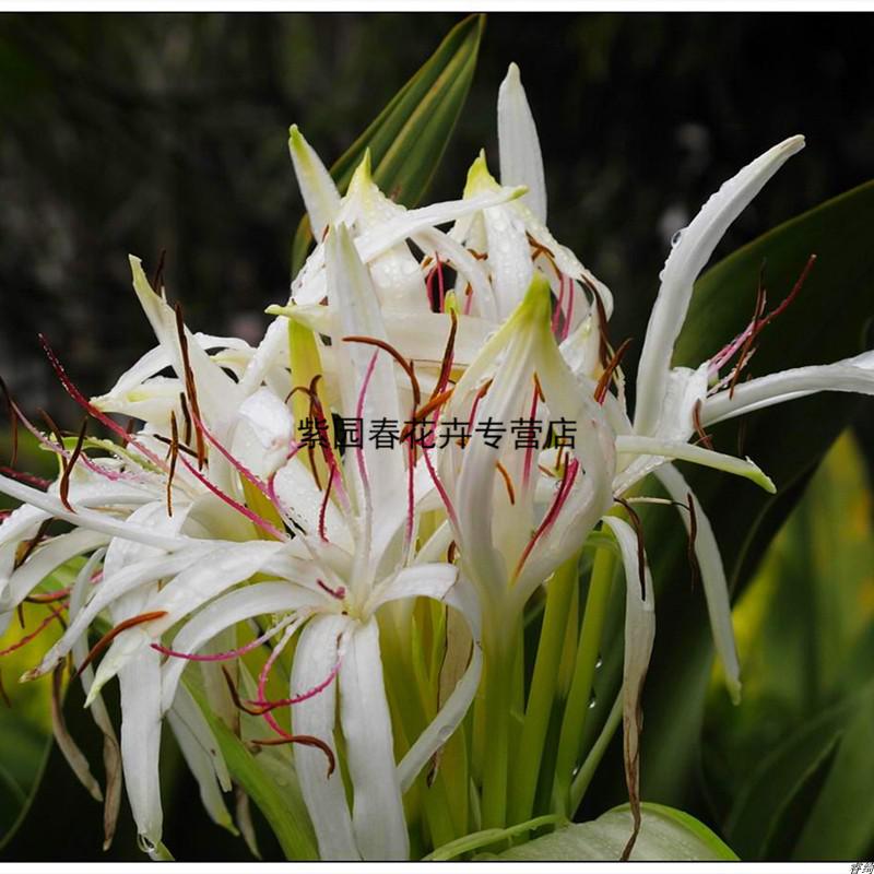 园艺红花文殊兰白花文殊兰紫粉文殊兰盆栽庭院客厅十八学士3年紫红
