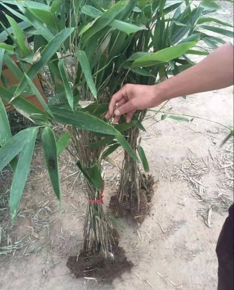 耶仔 大叶新款竹子苗 阔叶箬竹盆栽庭院种植四季常绿 别墅小区绿化用