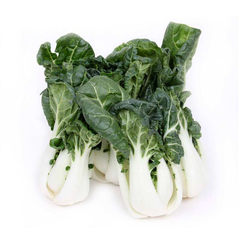 美味黑油白菜种子黑菜奶白菜籽油冬菜耐寒秋冬季春四