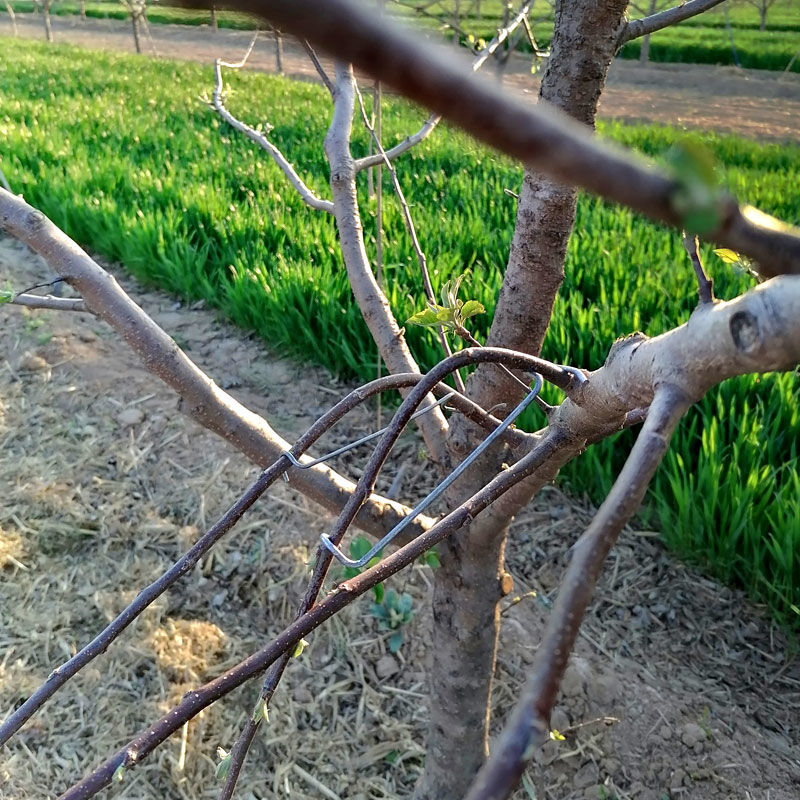 树开角樱桃支撑固定拉枝定型器果树压枝器hkmlm型10厘米5斤约125个