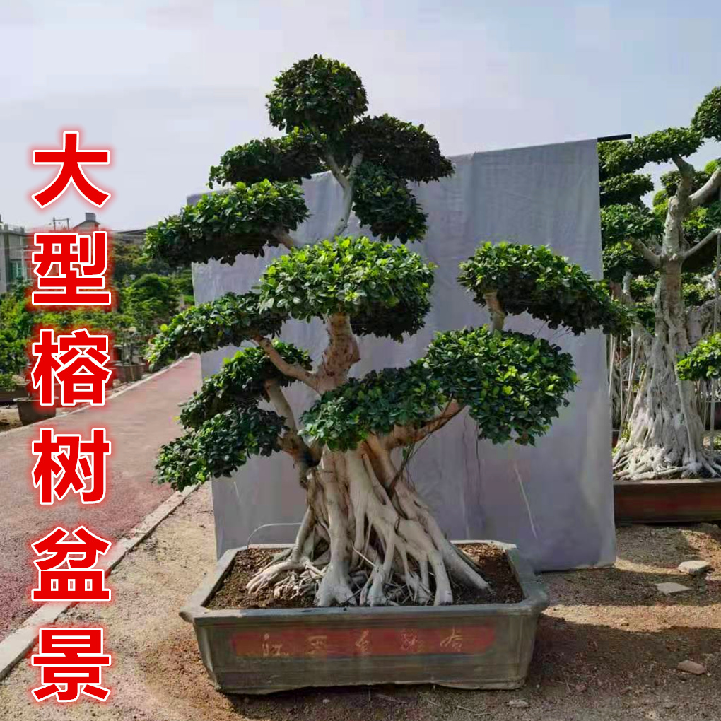 大型榕树盆景 园林别墅大树 提根小叶人参榕树老桩造型盆景发财树s 小