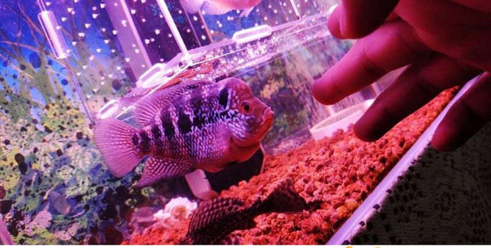 kjhgf泰国罗汉鱼苗精品起头大苗亚成金花泰金火凤凰热带淡水活体观赏