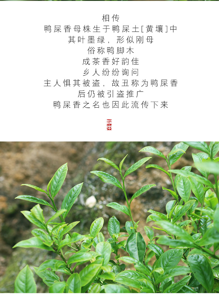 【元宵节送长辈】【千元级】2019茶小妮自家山顶茶园,鸭屎香银花香净