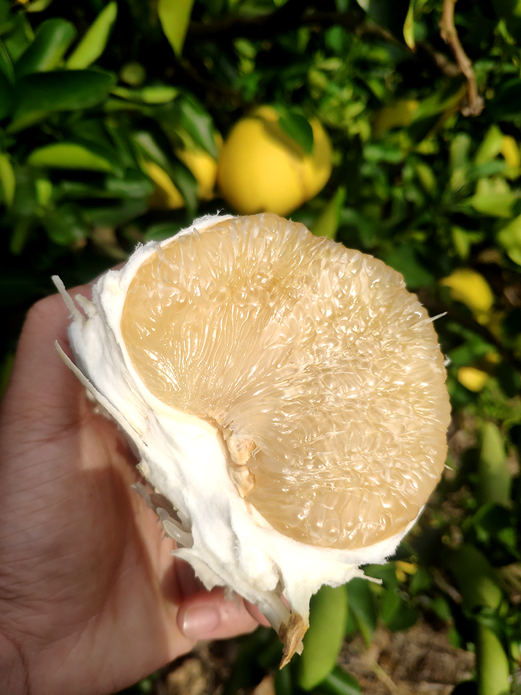 玉环文旦柚子整箱20斤精品正宗浙江台州特产蜜柚新鲜孕妇当季水果生鲜