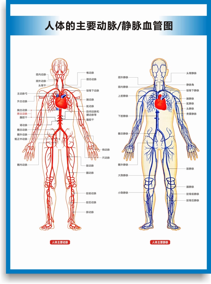 动脉静脉血管图血管系统图人体血液循环系统图头部四肢血管挂图 血管