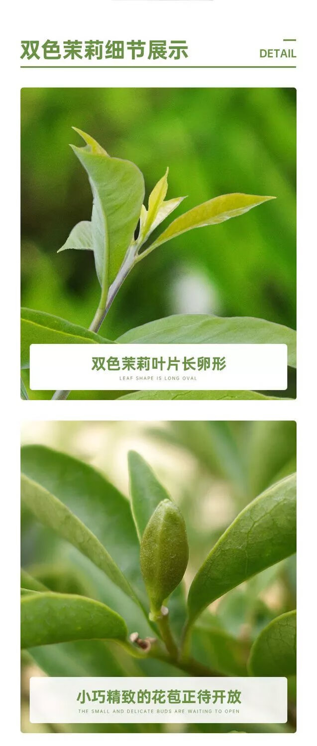 8，雙色鴛鴦茉莉花苗濃香型植物四季開花室內外好養易活花卉盆栽大全 精選雙色茉莉花苗18公分++ +原土球+生根粉