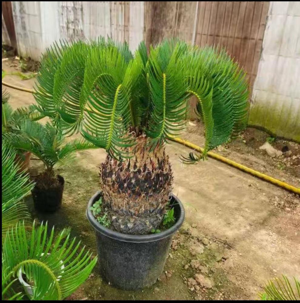 铁树四季常青室内绿植易活懒人花卉多头铁树苗 11公分一颗【图片 价格