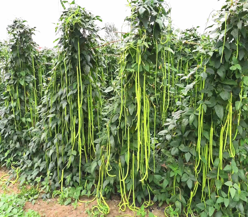 优美长豆角种子苗高产豇豆四季豆蔬菜种籽豆种籽无架豆春季蔬菜孑东方