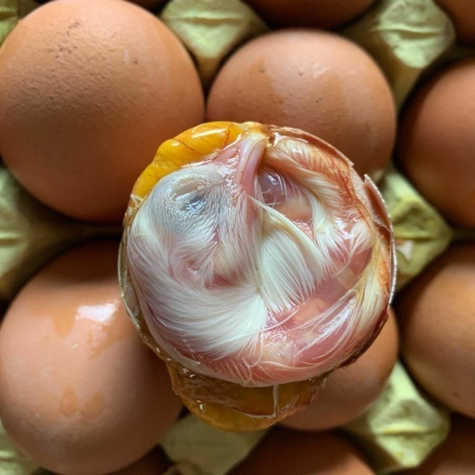 顺丰速运新鲜毛蛋生毛鸡蛋批发营养鸡胚蛋旺蛋喜蛋凤凰蛋20枚装