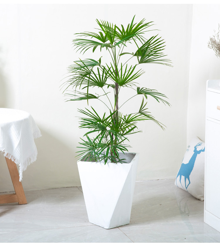 植物花城日本金山棕细叶小叶棕竹绿植日系室内客厅卧室办公室盆栽