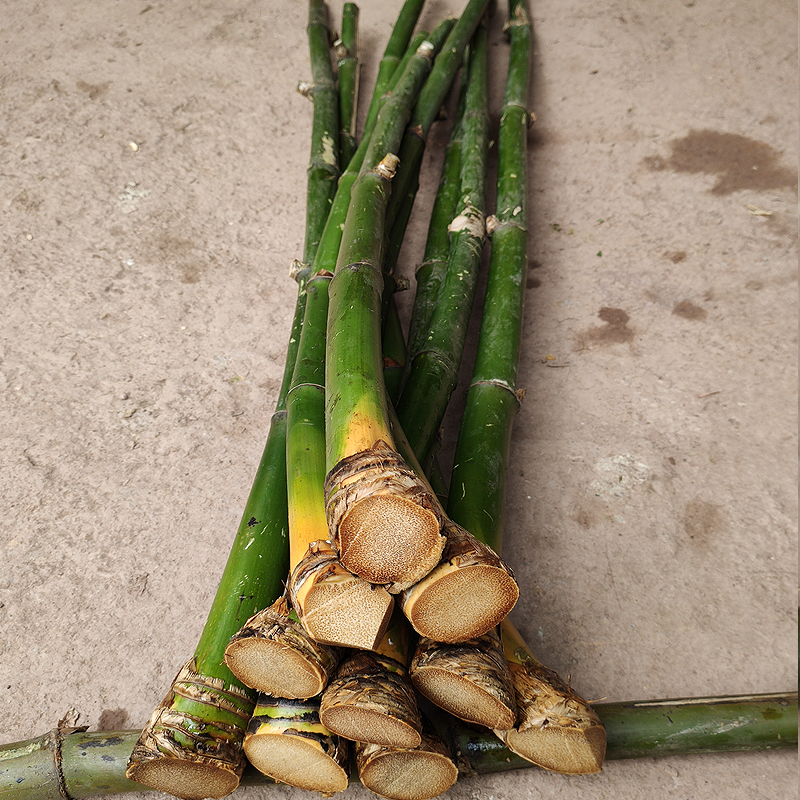 千惠美老料老玉竹原竹料手把件挂件吊坠创意雕刻竹带皮生竹厚竹根z1