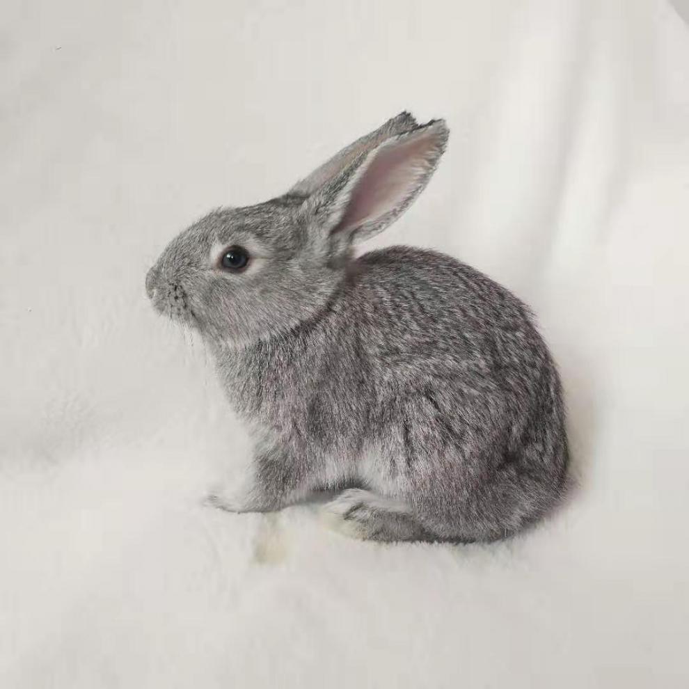 【京选推荐】小兔子活体长不大侏儒兔茶杯兔侏儒兔海棠凤眼小灰兔小兔