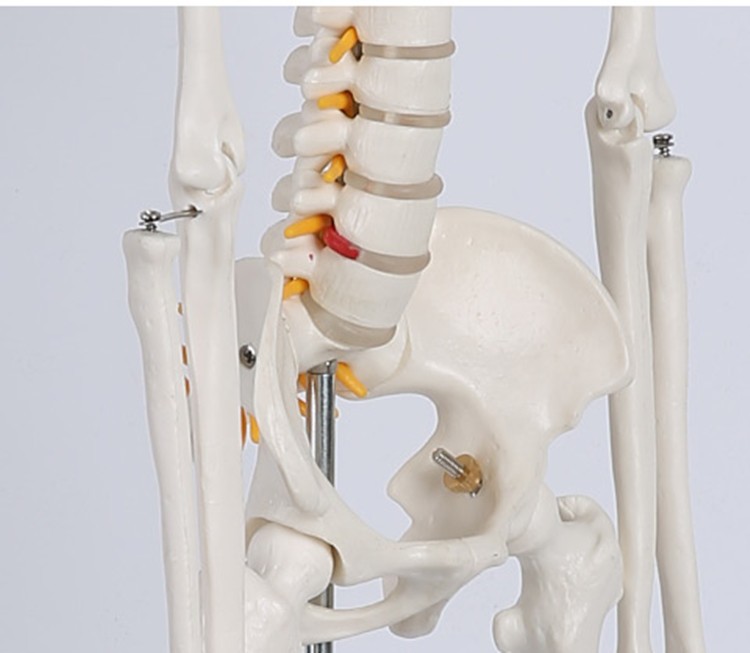 人体骨骼模型仿真人可拆卸全身小椎间盘医学脊柱小白骨架骷髅玩具 a2