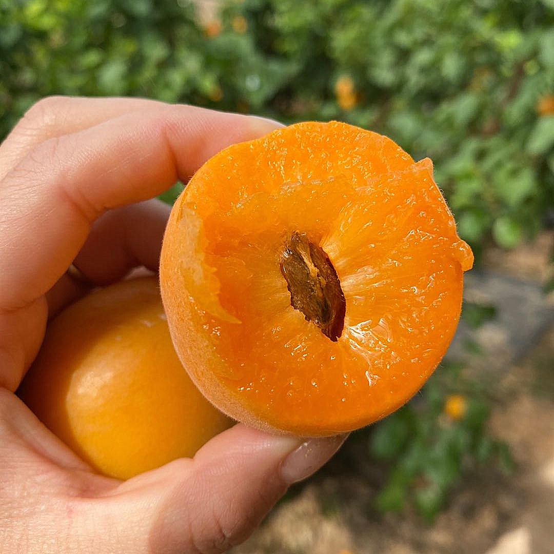 【现摘现发】陕西金太阳杏大黄杏2斤/4斤 新鲜水果酸甜杏子 【大黄杏