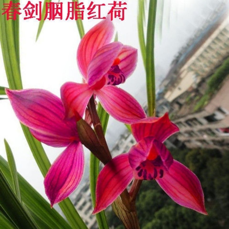 现不带花苞 新店开张 春剑老种 胭脂红荷 兰花 易活 净化空气 胭脂红