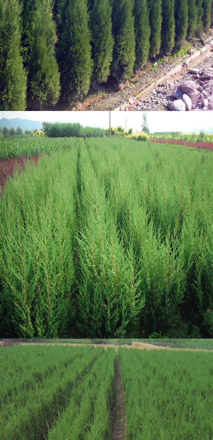 墓地松柏蜀桧柏川柏塔柏柏树苗塔柏苗绿化苗木直销蜀桧小苗桧柏松树