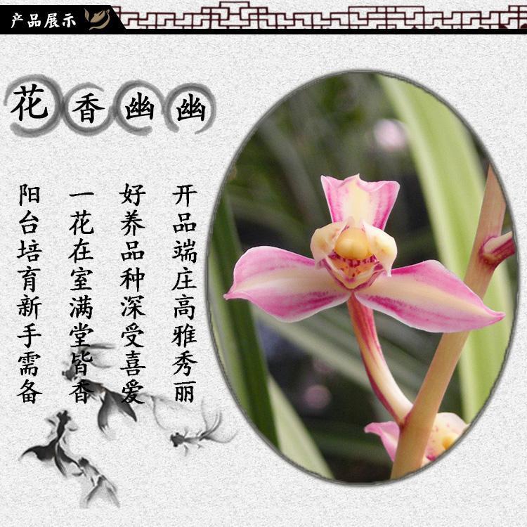 建兰铭品红素国魂市长红梅夏带花苞出售好养花卉盆栽兰花苗草大一品一