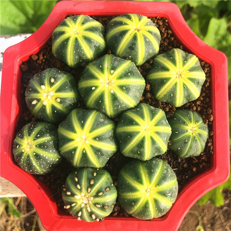 澜墨稀有开花金星兜锦多肉植物盆栽西瓜球肉肉仙人球鸾凤玉超兜布纹球