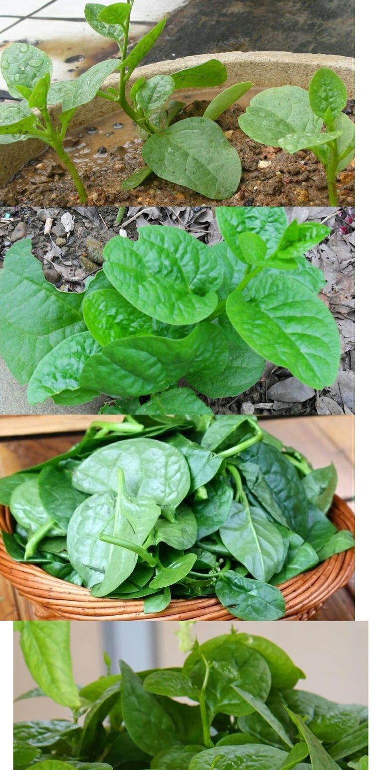 四季播大叶木耳菜种子庭院阳台爬藤菜籽盆栽易种四季播蔬菜种子原装