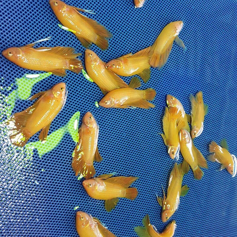 【京東推薦】泰國鬥魚活體活魚馬尾獅王半月將軍公魚母魚抱卵繁殖組一