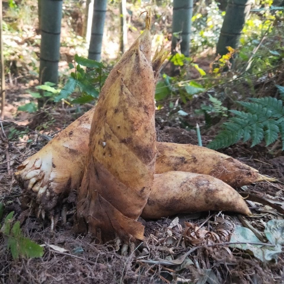 jd物流2021新鲜冬笋3斤火锅笋食材蔬菜黄泥拱笋尖生鲜团购送礼3斤