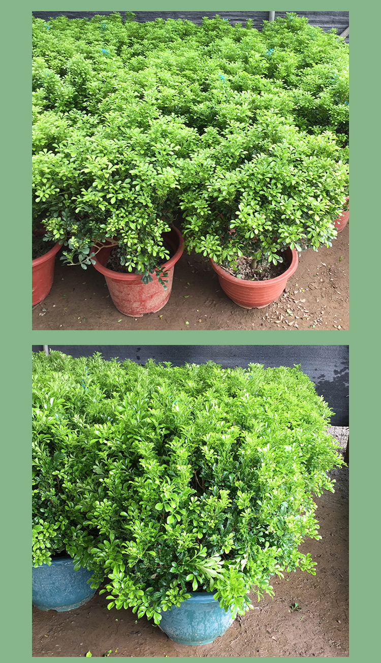 米兰盆栽 米仔兰盆景走廊阳台庭院造景常用开花常绿绿植 高80-90cm 含