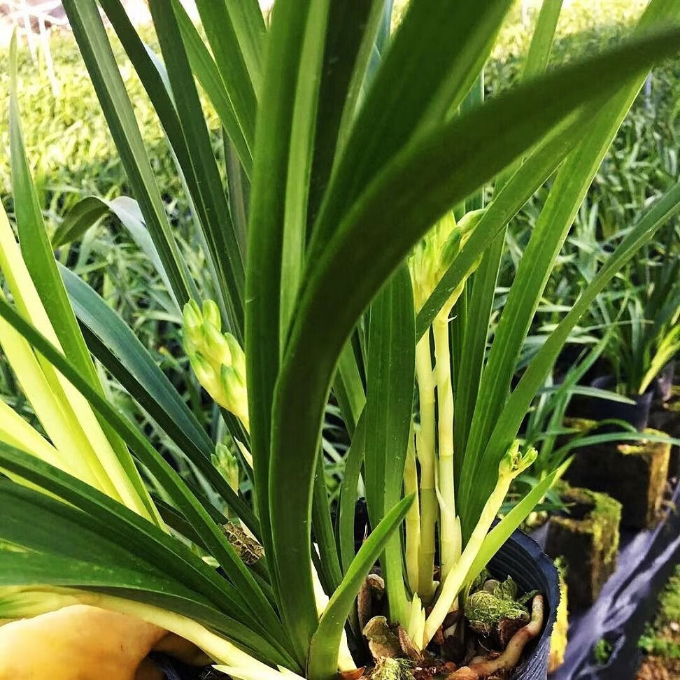 特价兰花苗 浓香型兰花七彩小神童 特价促销 品种保证 盆栽花卉桌面