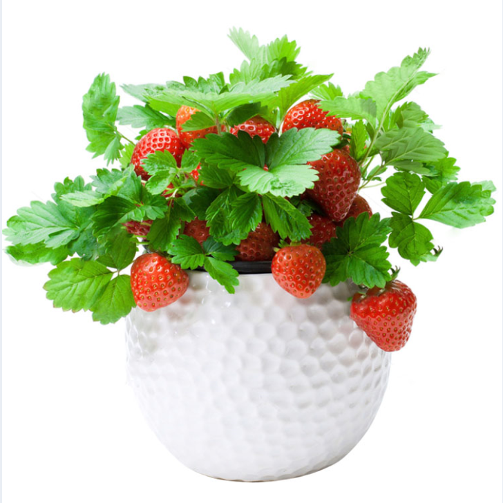 萌肉居草莓香水薄荷雏菊紫罗兰矢车菊风铃草小番茄勿忘我 种子水果当