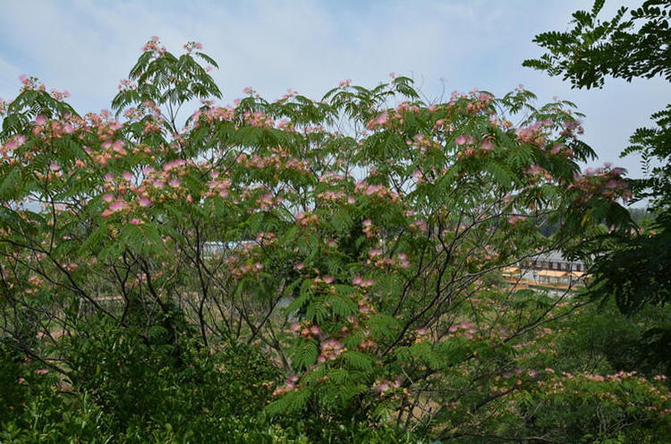 合歡樹苗庭院花卉植物芙蓉樹南北方遮陰樹木別墅苗直徑10公分粗