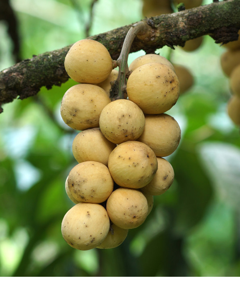 顺丰直达 泰国龙宫果2斤当季新鲜水果贡果【图片 价格 品牌 报价】