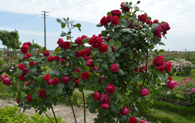 大花爬藤玫瑰盆栽紅色龍沙寶石陽臺庭院四季藤本月季薔薇花苗紅龍