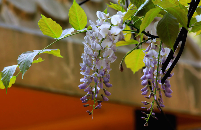 爬藤花卉紫藤花带花苞屋顶盆栽花园围墙庭院攀援绿植多花紫藤 紫色3年