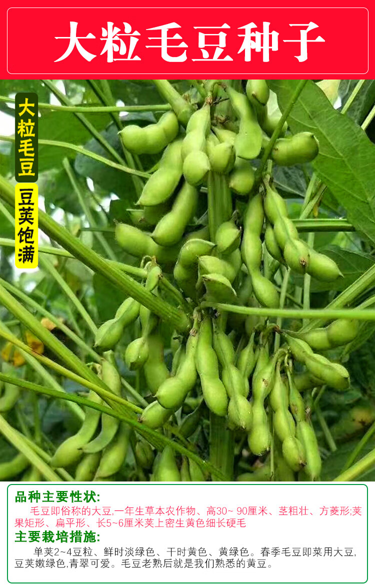 毛豆种子鲜食大粒早熟高产四季青黄豆种籽东北农家青大豆蔬菜种子早熟