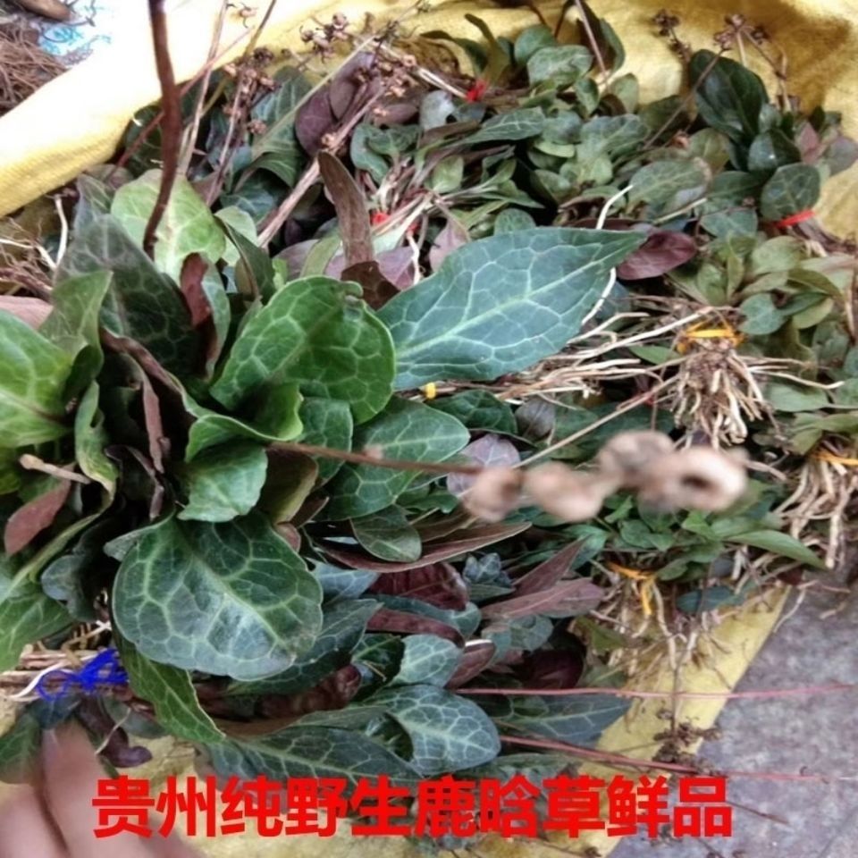 有仁堂鹿晗草鹿銜草新鮮乾貨中草藥貴州省鹿蹄草紙背金牛草 乾貨250克