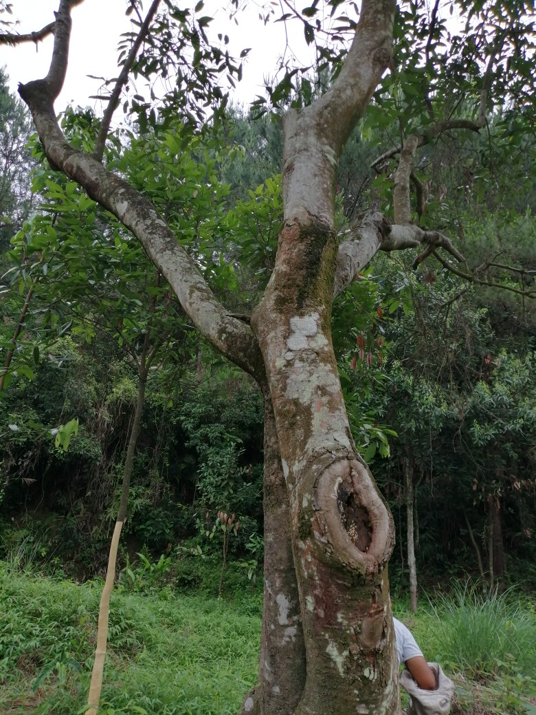 油桂中药材广西肉桂百年树龄药用油桂非广东 越南肉桂