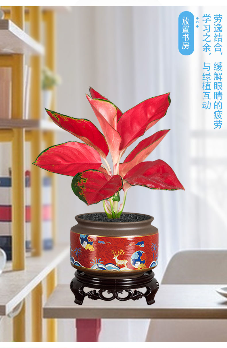 吉利中国红盆栽室内花卉如意皇后万年红万年青水培好养办公室植物中国
