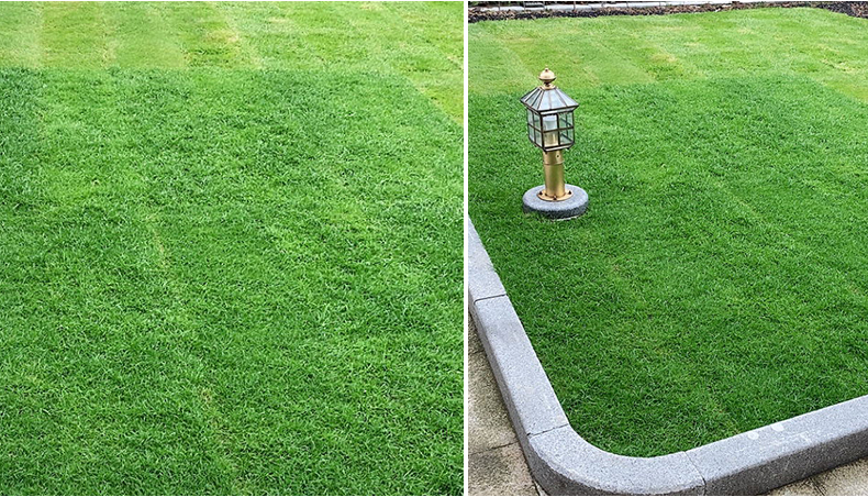 草皮带土花园草皮带泥土真草坪草皮四季青耐寒庭院绿化带土虎雀a