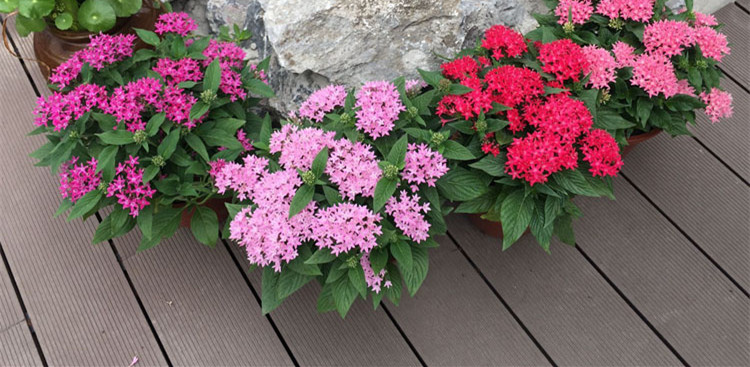 五星花盆栽 繁星花苗夏季耐热耐晒花卉 多年生草本花卉盆栽好 五星花