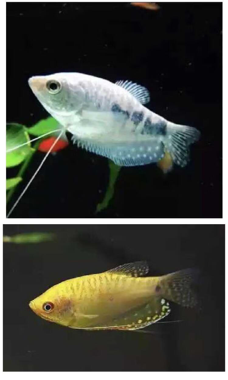 蓝曼龙 金曼龙 蓝万龙 金万龙鱼 万龙鱼 热带观赏鱼活体包活 蓝曼龙4