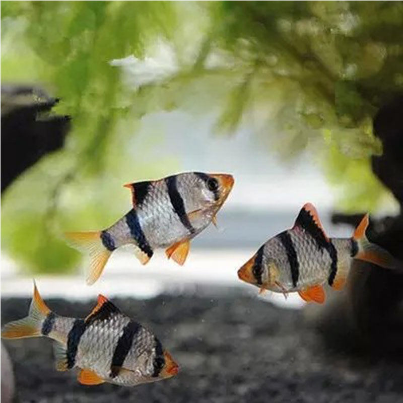 【京东推荐】虎皮鱼活体绿蓝金虎皮四间虎鱼小型热带观赏鱼活体草缸鱼