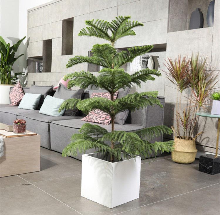 南洋杉树苗南洋松小苗圣诞树客厅阳台盆景盆栽四季常青除室内外不 不