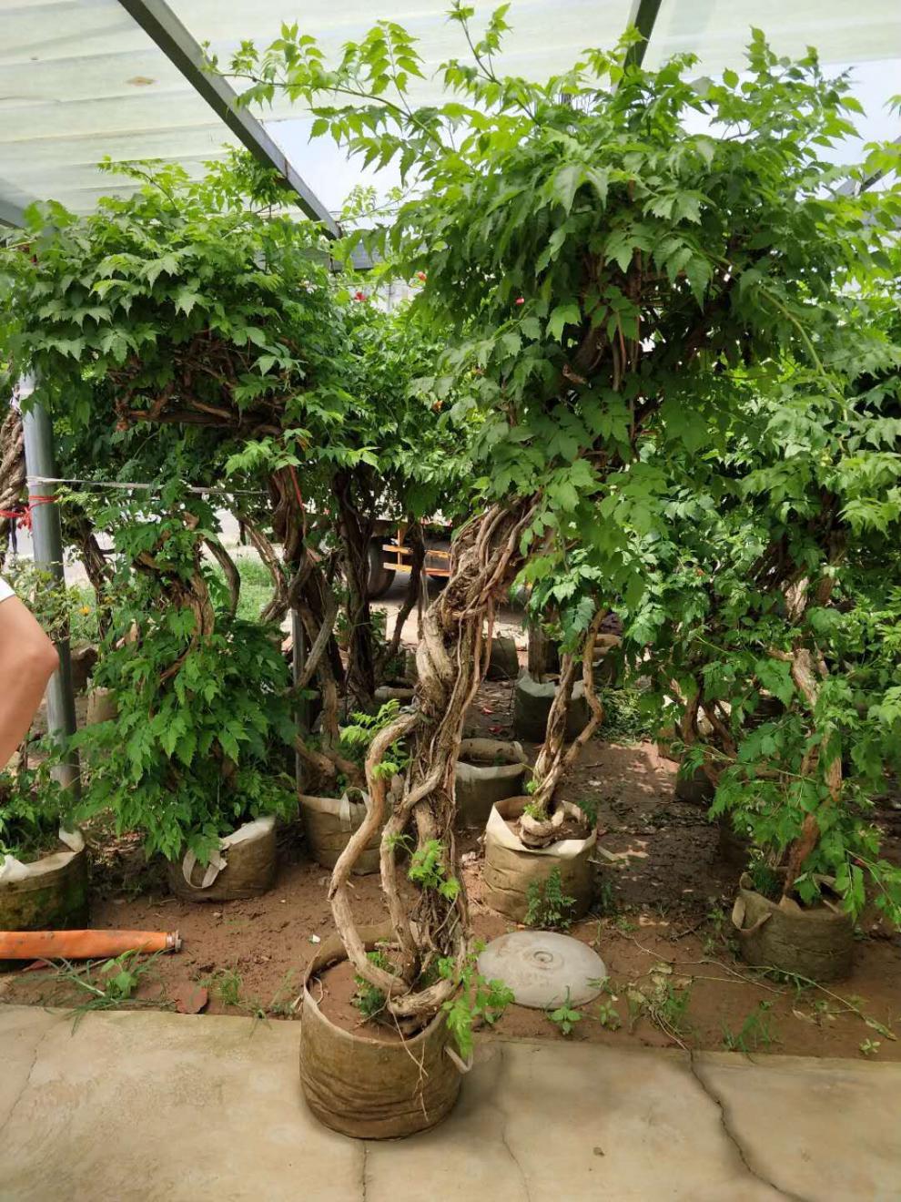 美国凌霄花苗庭院爬藤植物阳台楼阁攀援爬墙植物花期长易活 盆栽凌霄
