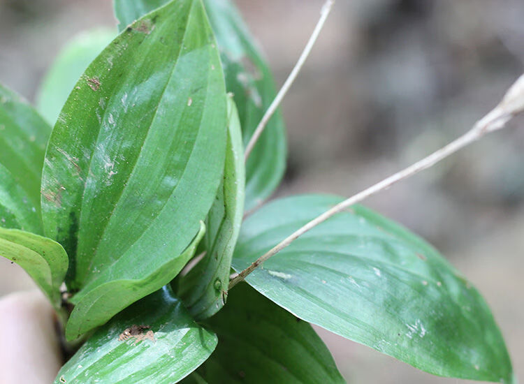 新鲜见血清见血青中药中草药中药材鲜品室内桌摆四季常青开花植物